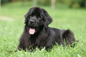 ちょっと面倒くさがり屋さんな8つの犬種