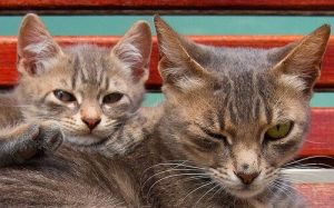 猫の寿命について