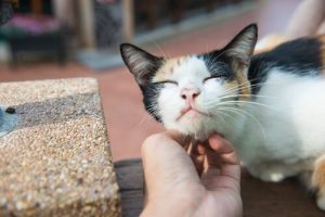 ネコが人生を変える瞬間