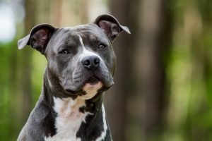 手のかからない犬っているの?