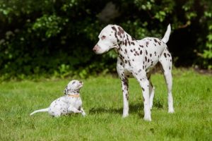 世界で最も美しい犬種