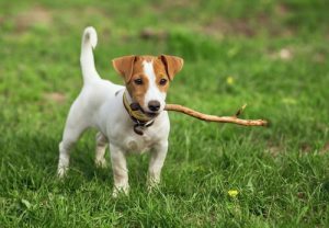 短毛種犬に似合う名前