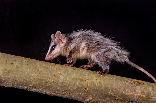 opossums