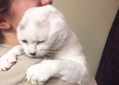 抱かれているオティティス