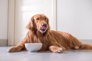 質の悪い食事がペットにもたらす病気