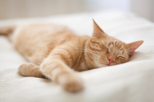 夢を見る猫