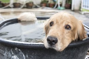 夏場のペットの健康管理