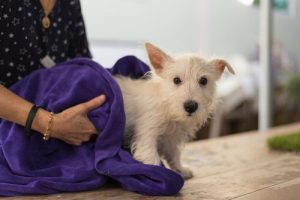 愛犬のダニ対策をしてますか?