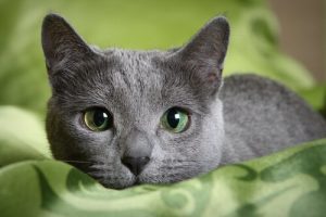 ロシアンブルーはどんな猫?