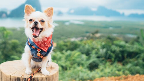 インスタグラム犬みたい