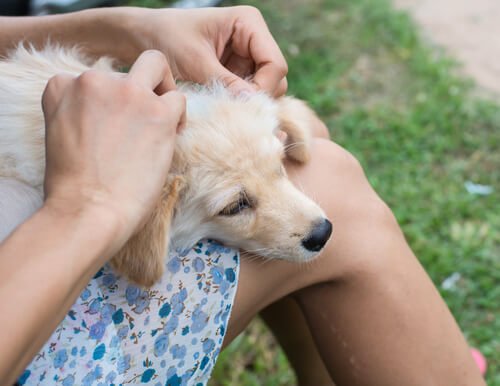 犬の怪我3.