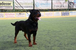 支配的な性格の犬をしつけるには
