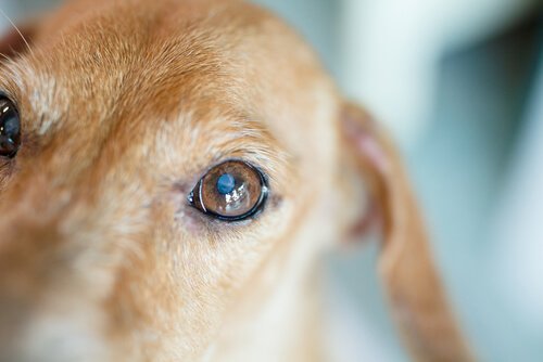 こちらを見つめる犬