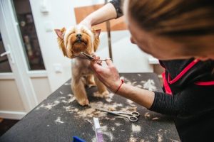 夏場に愛犬の毛を切るのは正しいこと?