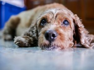 犬に起こる白内障:症状とその治療について