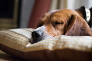 ワンちゃんの突然死の主な原因