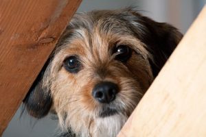 愛犬を上手くお風呂に入れる時のコツ