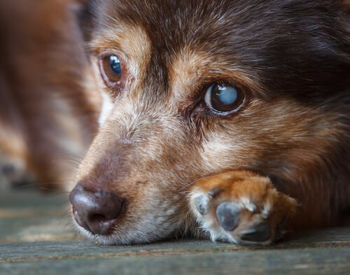 目が白く濁っている犬