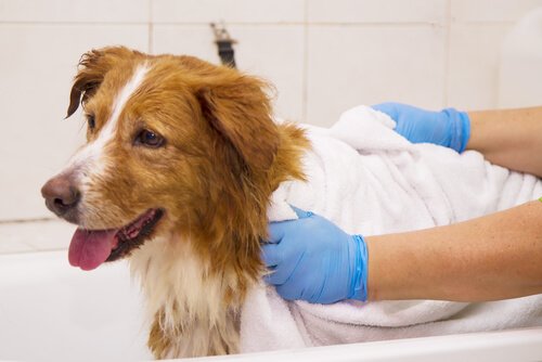 タオルで拭かれる犬 愛犬を上手くお風呂に入れる時のコツ