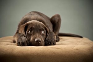 犬パルボウイルスを早期発見する方法