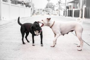 愛犬が襲われた時に取るべき行動