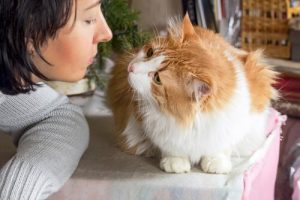 ネコに愛されているかを知る方法