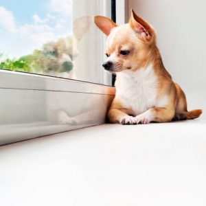孤独な時間の多いワンちゃんにしてあげられること