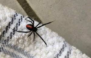 家に住みつくクモを殺してはいけない理由