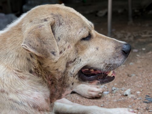 犬の皮膚病の種類