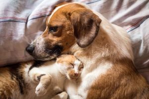 愛犬や愛猫が下痢をした時の対処法