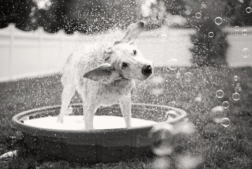 プールで水を落とす犬 振り回す