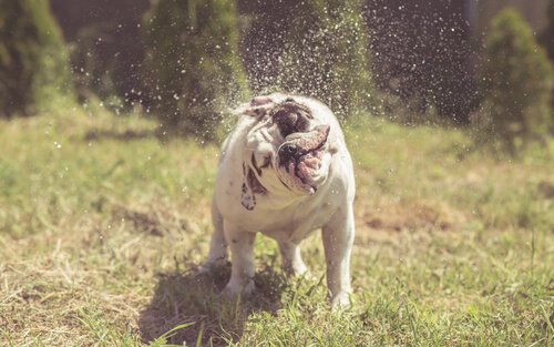 草むらで水を落とす犬 振り回す