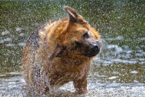 ワンちゃんが体を振り回す5つのワケ