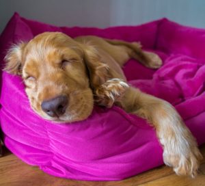 犬は寝ている時にどんな夢を見ているのか?