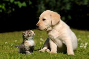 うまく付き合えない動物の組み合わせ