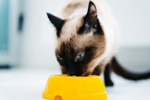 猫にあげるご飯がなくなったら何を食べさせればいいの?