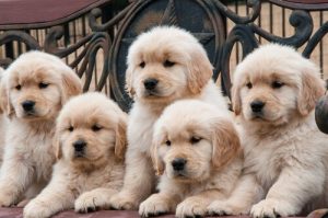 どうして犬は種類がこんなに多いの?