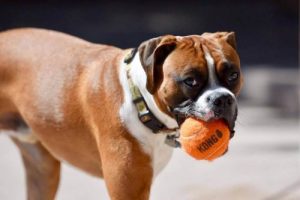 「コング」:犬のための新しいおもちゃ