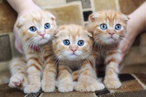 猫アレルギー:原因・症状・予防法