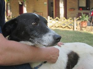 何かあった時のために第二の飼い主を決めておこう