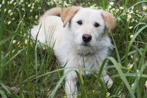 犬の「第3のまぶた」って何?