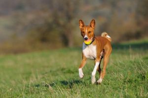 最も吠えない犬種とは?