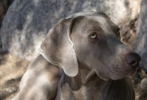 グループ7の犬種:国際畜犬連盟(FCI)による犬種の分類