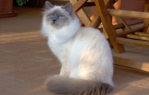 神聖な猫:バーマンについて