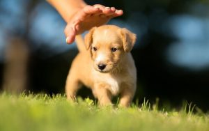 子犬を迎える前に知っておくべきすべてのこと