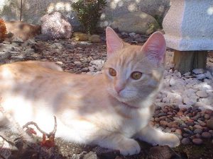 猫のウイルス感染症について