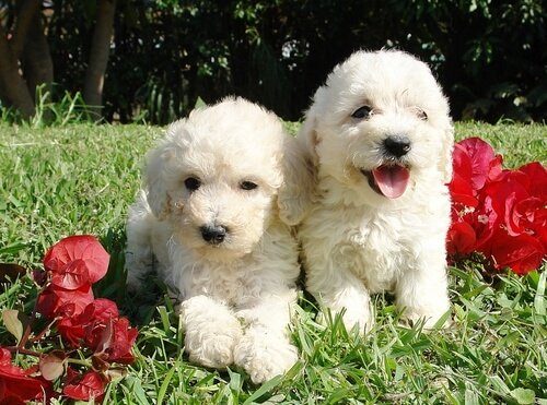 ウォータードッグ2