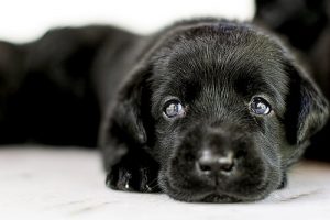 犬の里親になるために知っておくべきすべてのこと