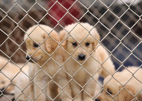 里親を待つ犬