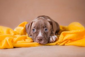ためらわないで!里親になるべき理由